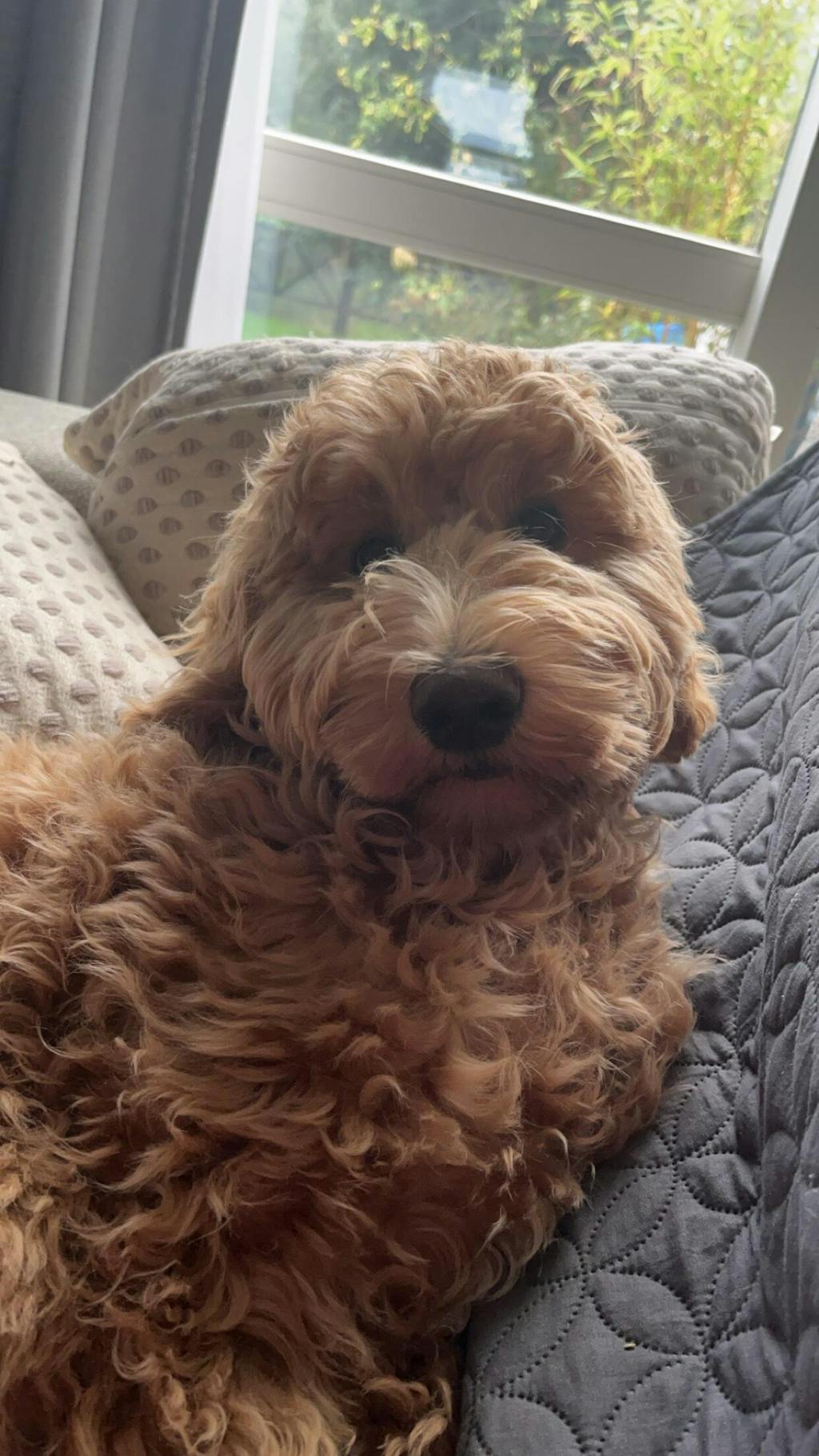 PURE Unscented Tallow Balm