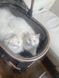 Pet Stroller with 4 Wheels, Foldable Pet Travel Carrier for Small/Medium Dogs Cats up to 50lbs, Detachble Portable Pet Bag