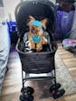 Bicystar Pet Stroller for Small Dogs Cats with Detachable Carrier, Max Load 33 lbs, Car Seat 3 in 1 (Upgraded)