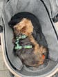 Pet Stroller with 4 Wheels, Foldable Pet Travel Carrier for Small/Medium Dogs Cats up to 50lbs, Detachble Portable Pet Bag