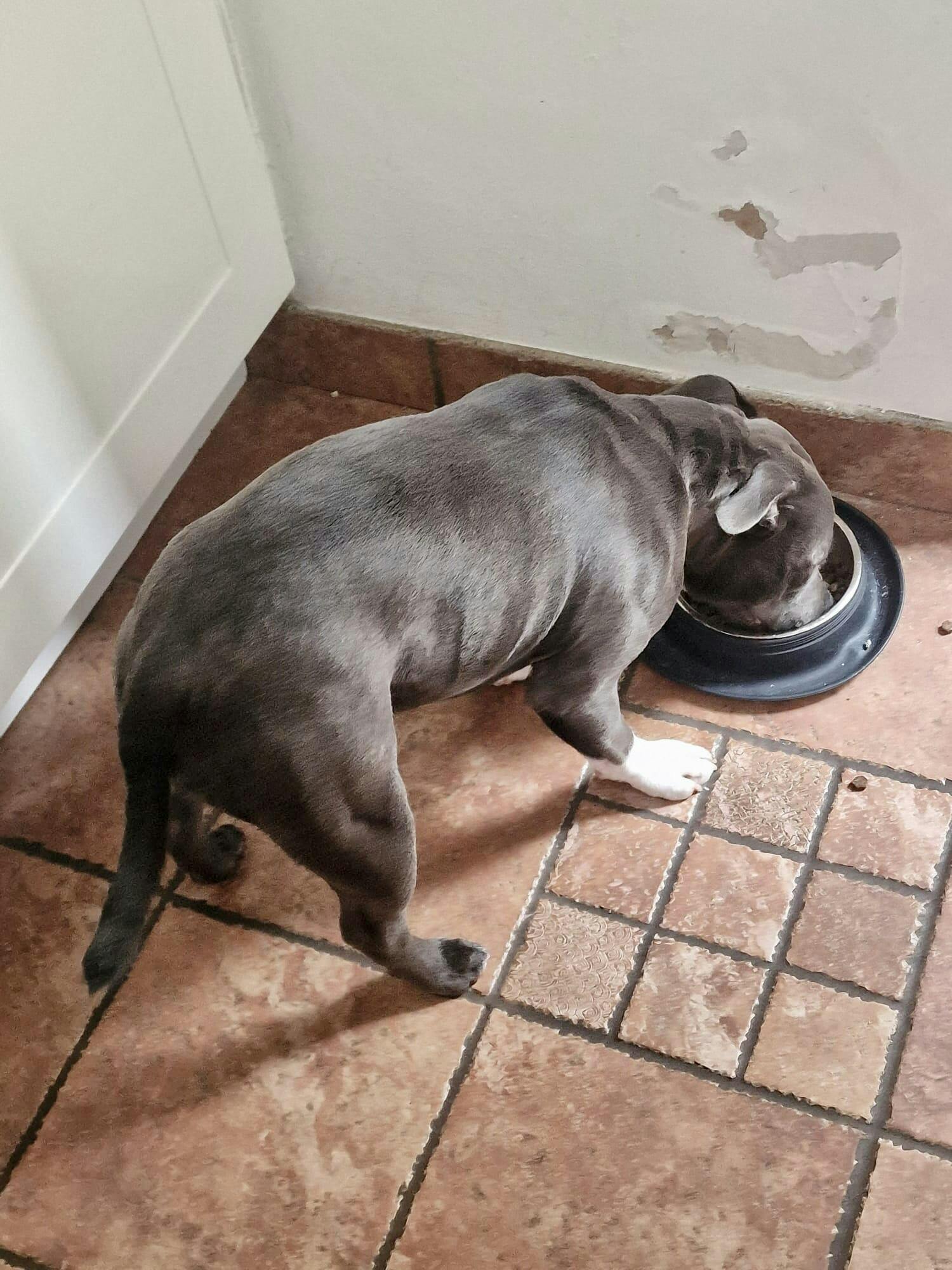 RAW SUBSCRIPTION MIXED BOX 50 SAUSAGES FREEZER FILLER Big Bully Pet