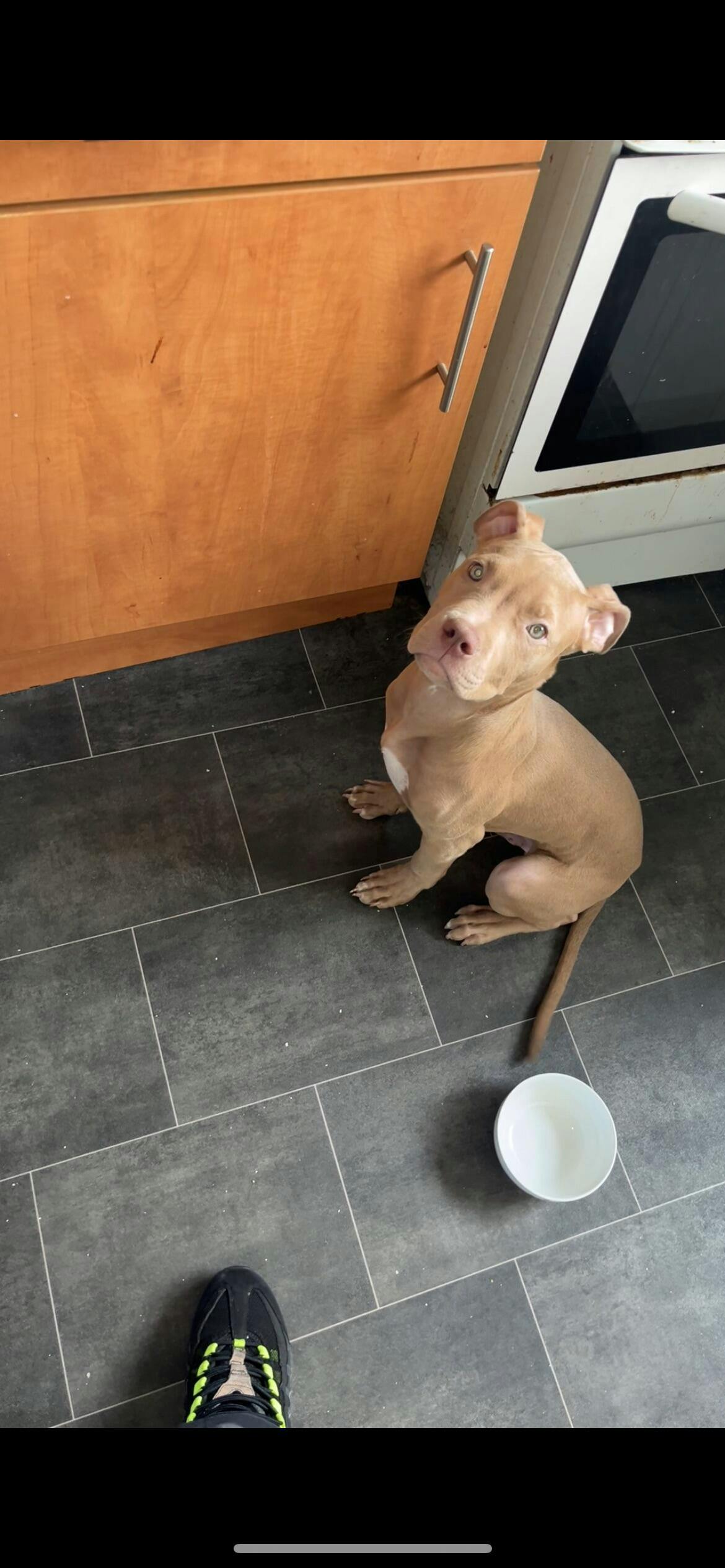 BOX 1 TEXTURED RAW FOOD PICK & MIX 15 x 1KG BAGS Big Bully Pet