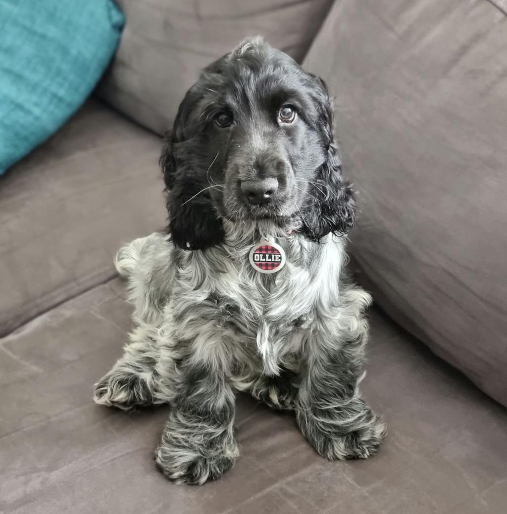 Pet ID Tag for Big & Small Dogs Big & Little Dogs