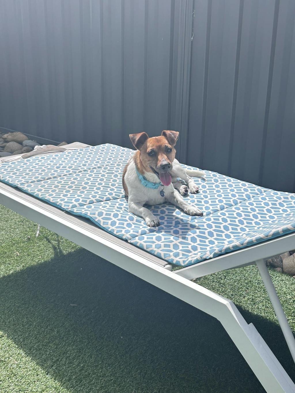 DOG TOY For Big & Small Dogs BIG & LITTLE DOGS Big & Little Dogs