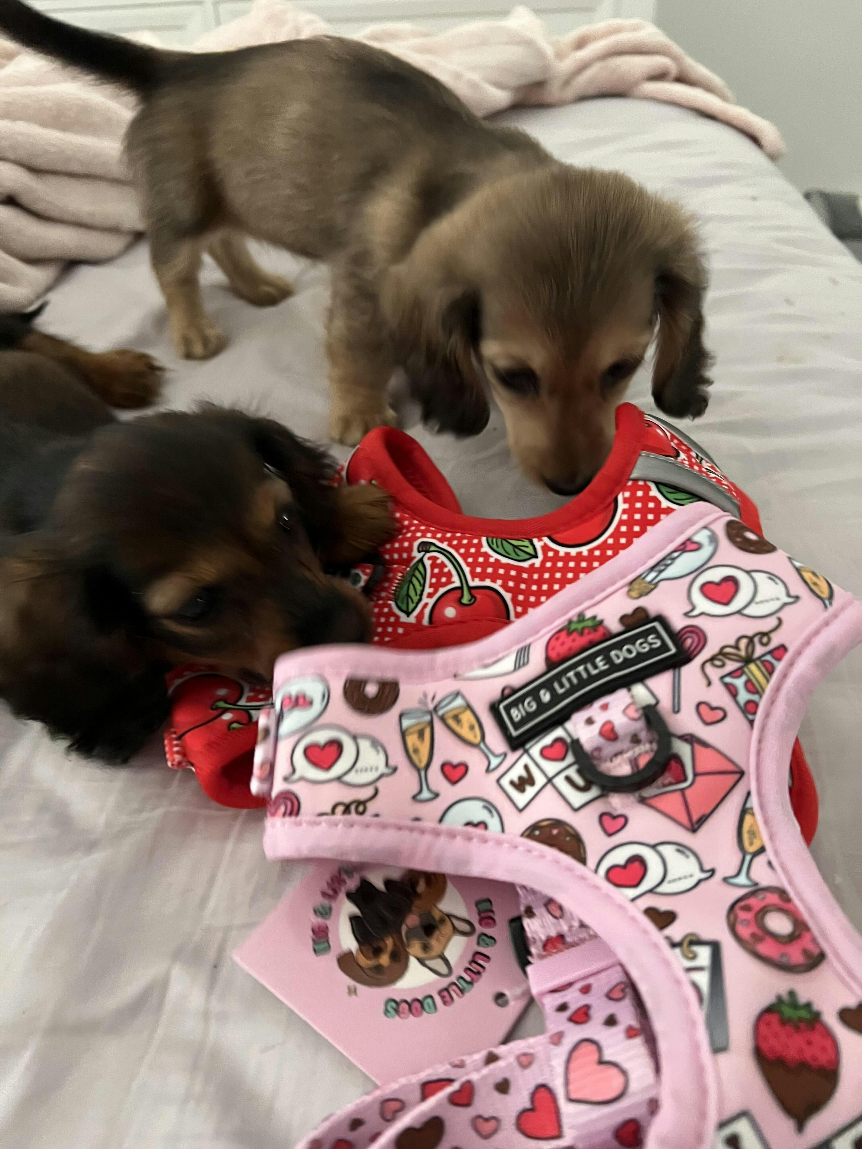 DOG TOY For Big & Small Dogs BIG & LITTLE DOGS Big & Little Dogs