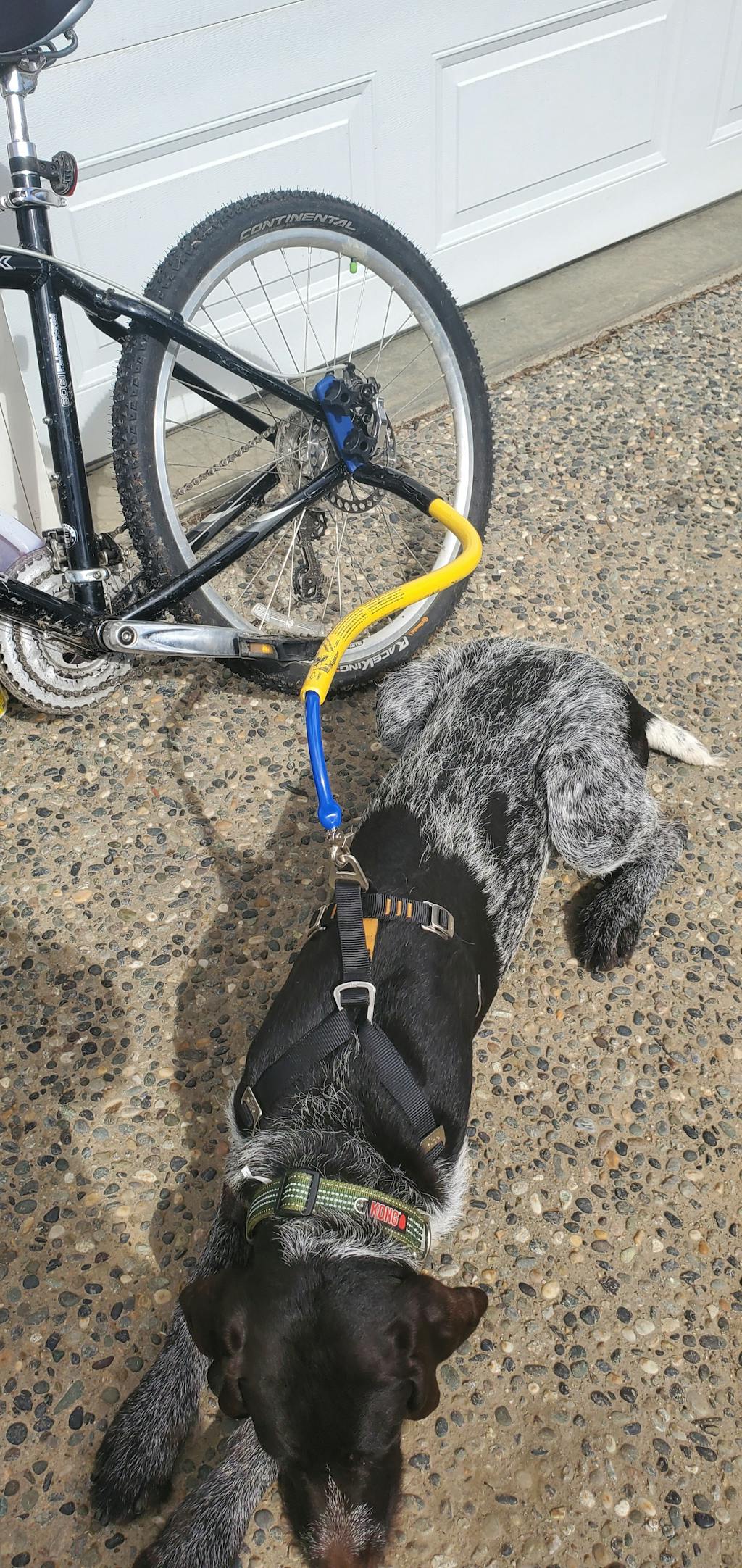 bike seat leash