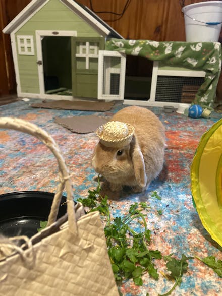 Palm Bunny Bag Bundle | NEW