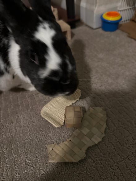 Palm Bunny Bag Bundle | NEW