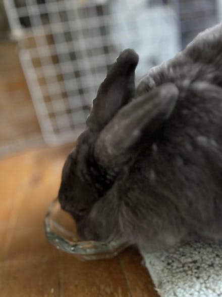 Skin and Molt FORAGE | NEW