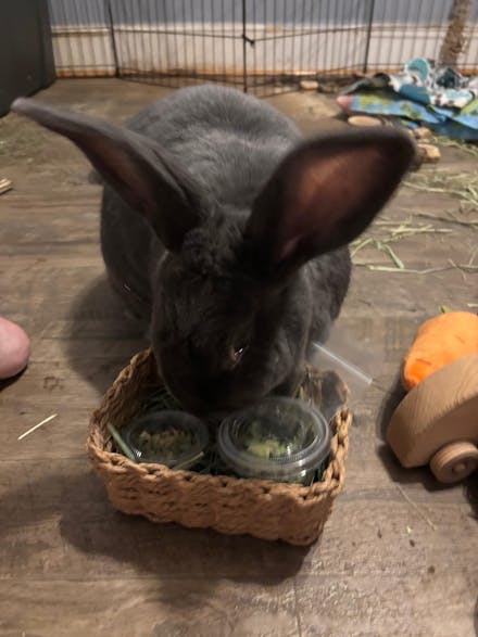 Harvest Basket