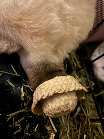 Palm Bunny Bag Bundle | NEW