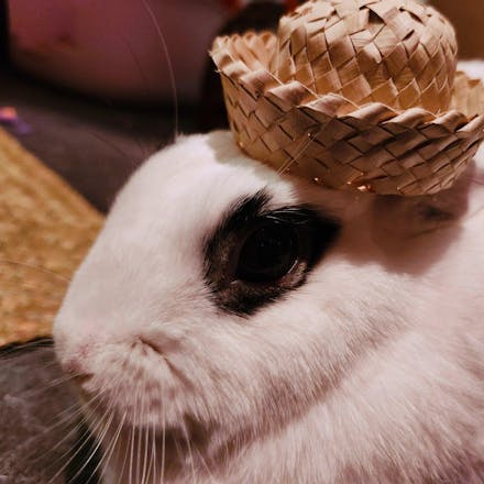 Mini Bunny Hat | NEW