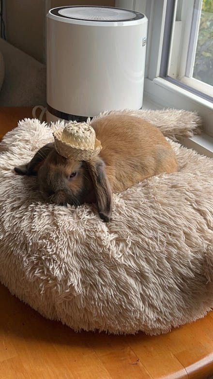 Mini Bunny Hat | NEW