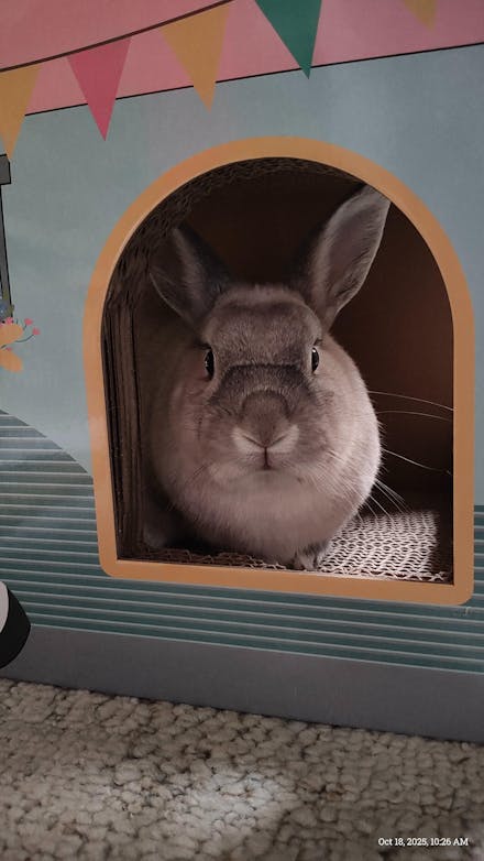 Apple Nibble Sticks (2 Choices)