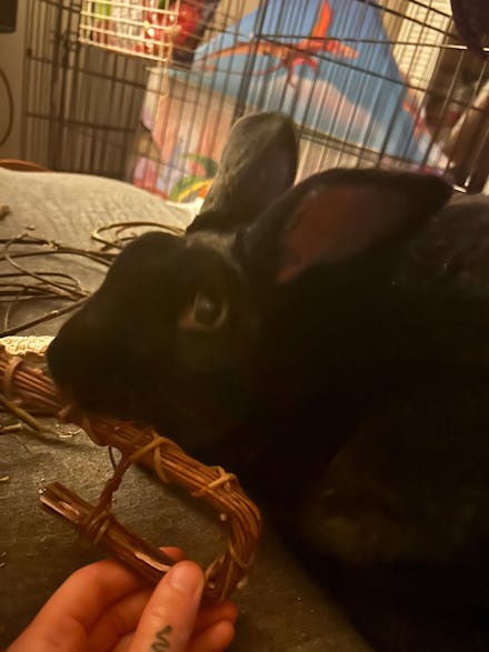 Willow Candy Cane - 6 PACK