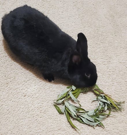 Willow Wreath with Foliage
