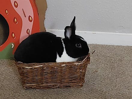 Rectangular Toy Basket [12" x 6.5" x 5"]