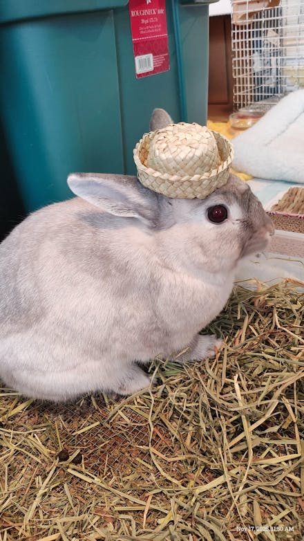 Mini Bunny Hat | NEW