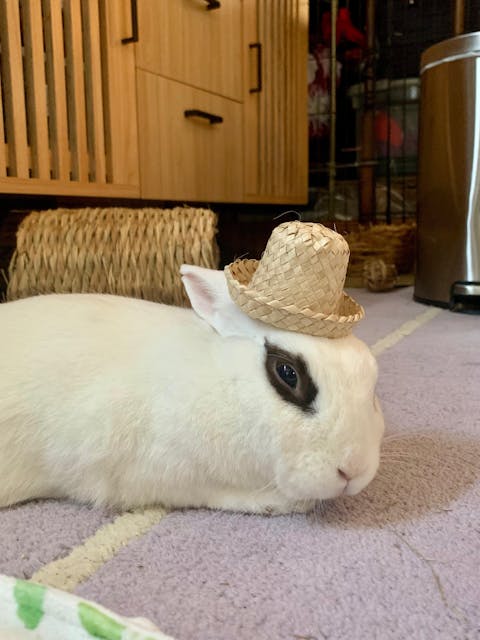 Palm Bunny Bag Bundle | NEW