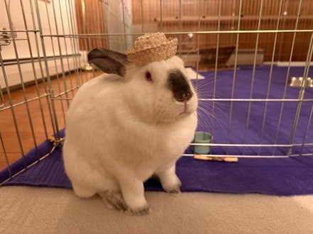 Mini Bunny Hat | NEW