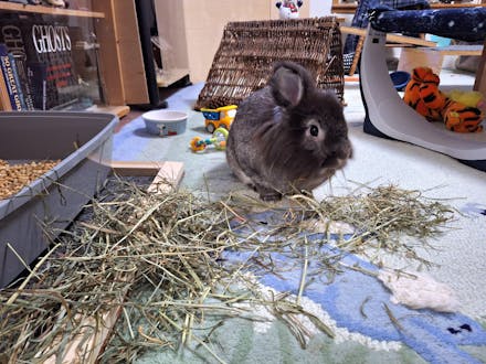 Nibble Noms - Organic (Multiple Choices)