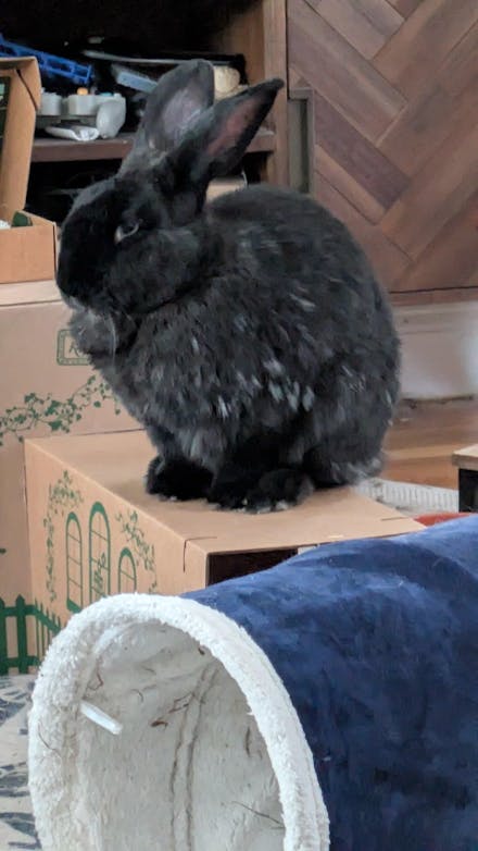 Hopper Hideaway ADDITIONS