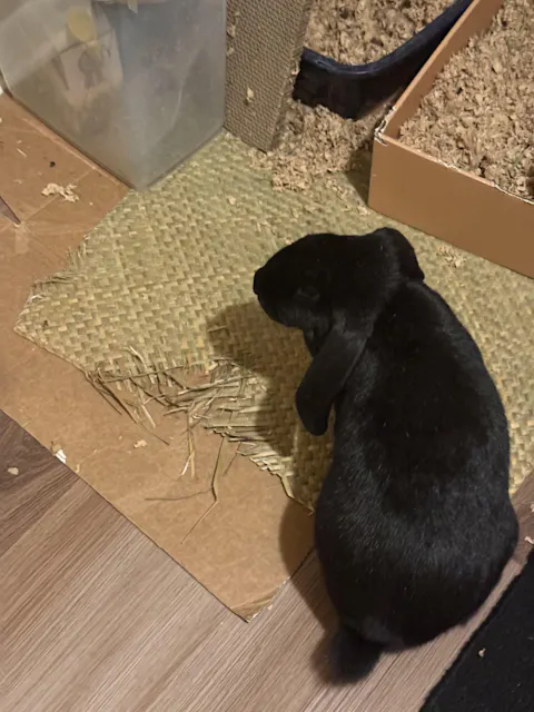 Sea Grass Mat EXTRA LARGE [19" x 25" x 1/8"]