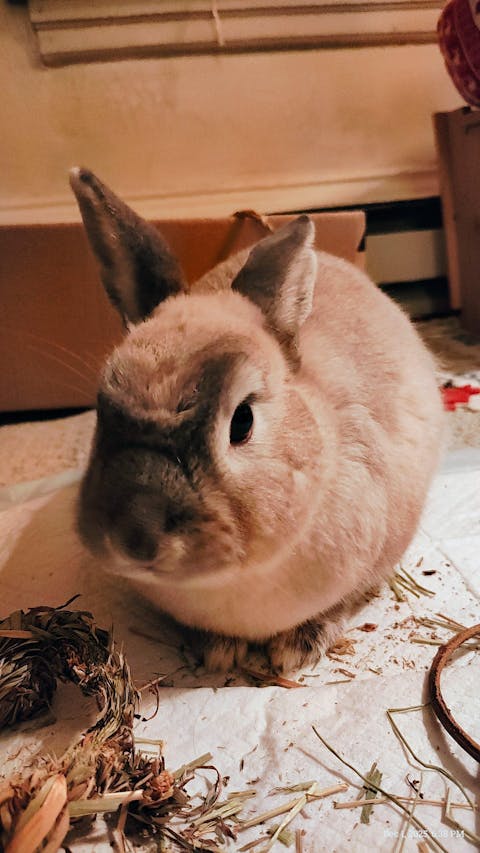 Willow Wreath with Foliage (Limit 2)