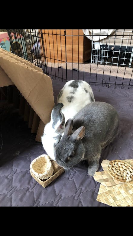 Palm Bunny Bag Bundle | NEW