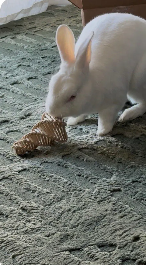 Binky Vine Tornado™ | NEW