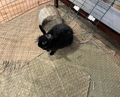 Sea Grass Mat EXTRA LARGE [19" x 25" x 1/8"]