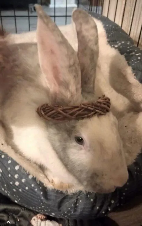 Willow Ring MINI - 6 PACK