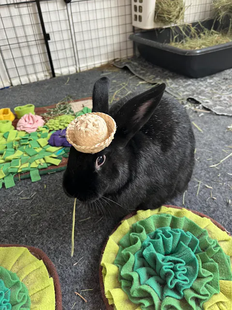 Mini Bunny Hat | NEW