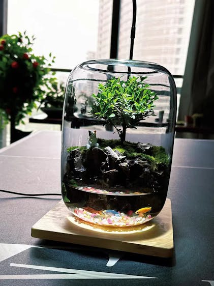 BioDeko™ Zen Oasis Mini – BioDeko Home