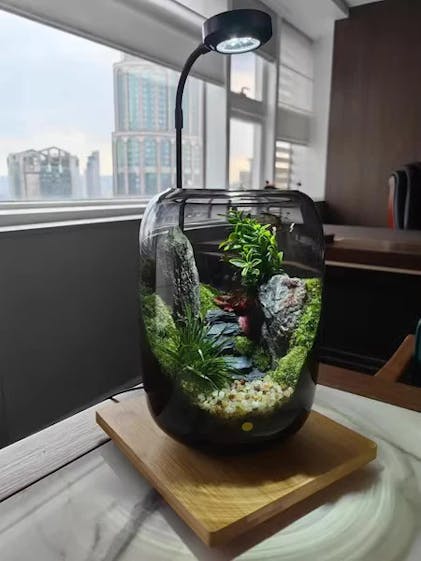 BioDeko™ Zen Oasis Mini – BioDeko Home
