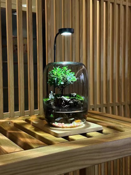 BioDeko™ Zen Oasis Mini – BioDeko Home