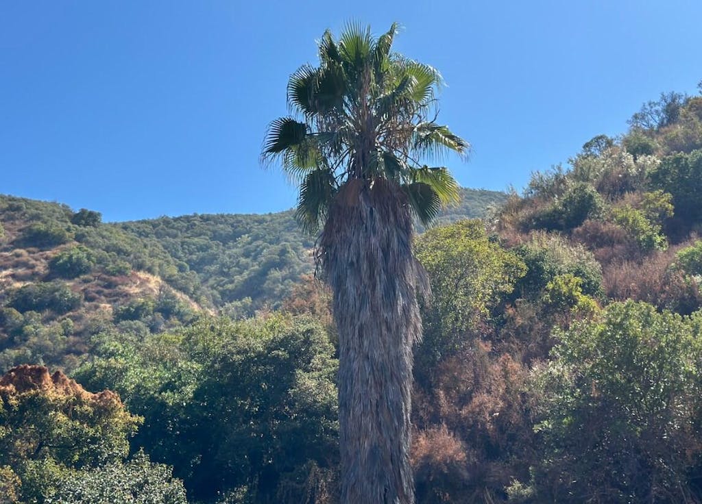 Birch Grolar AWD Hunting Electric Fat Tire Bike