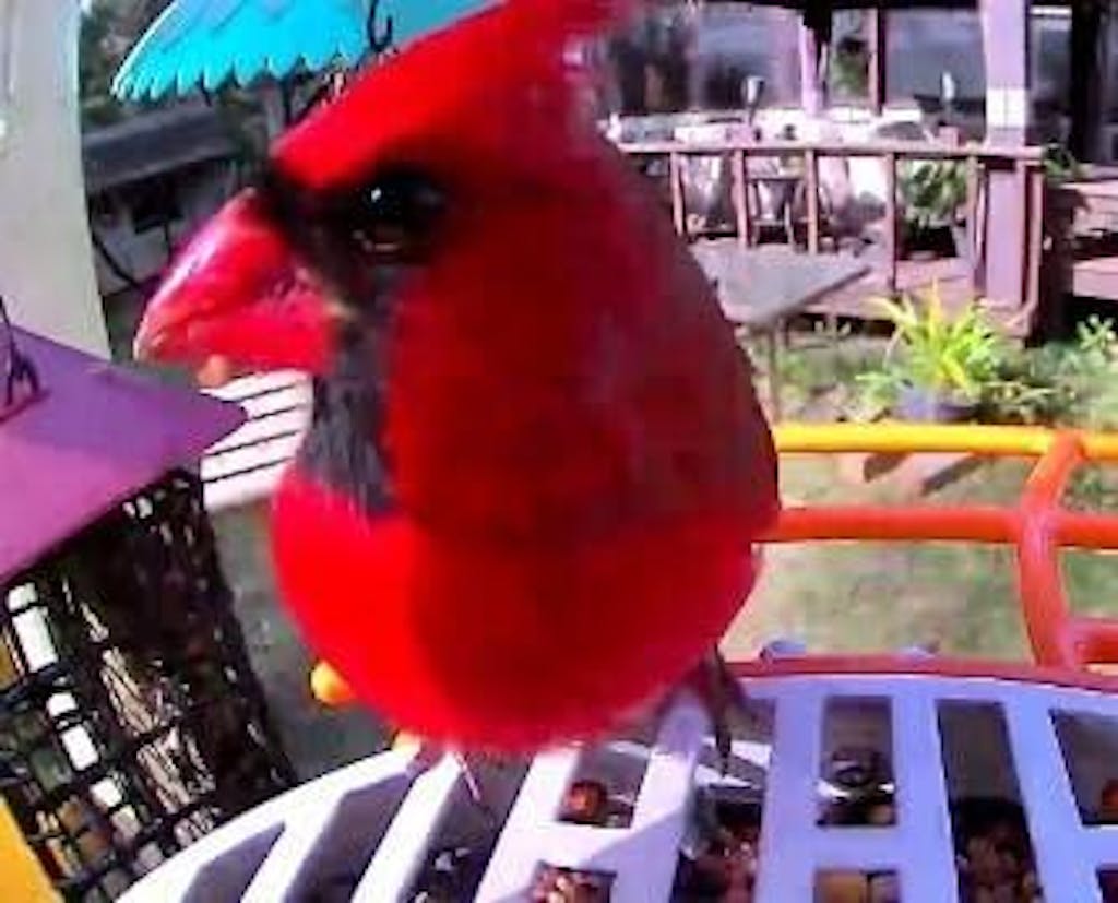 Metal Squirrel Proof Bird Feeder with Camera