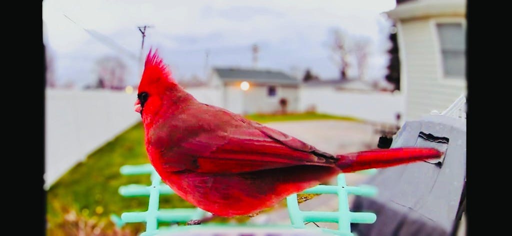 Metal Squirrel Proof Bird Feeder with Camera