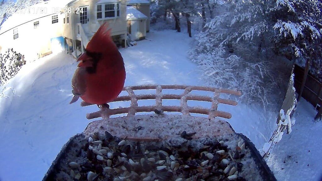 Smart Bird Feeder with Camera 1st generation