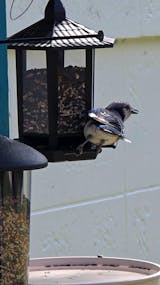 Retro Pagoda Bird Feeder