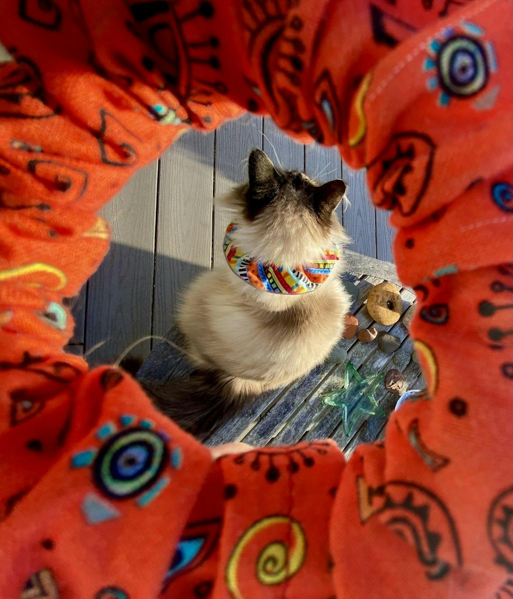 Birdsbesafe® Cat Collar For Birds We Help Birds Be Safe From Cats