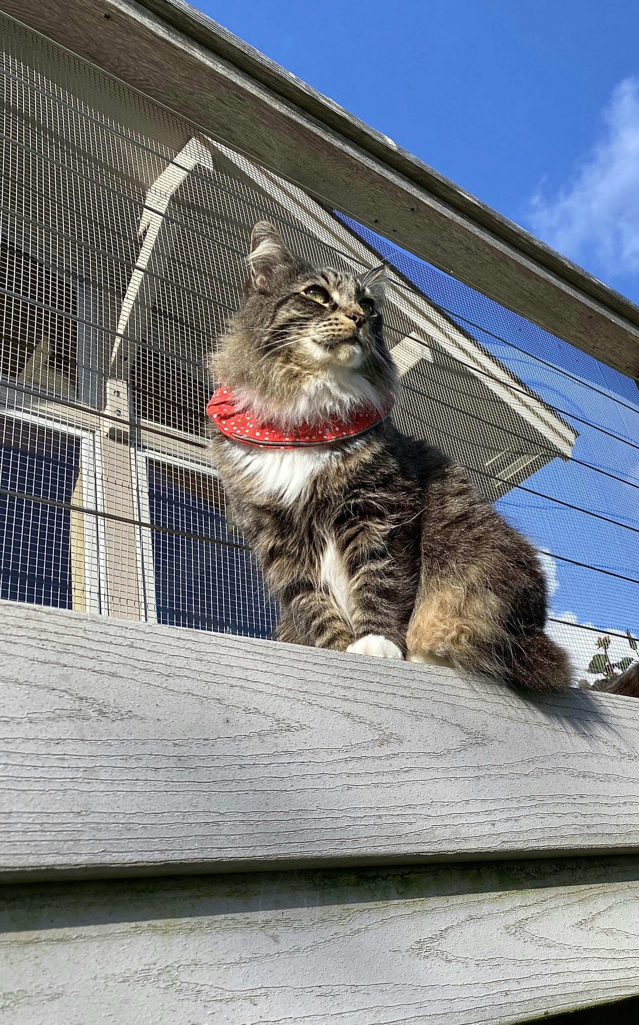 Birdsbesafe® Cat Collar For Birds We Help Birds Be Safe From Cats