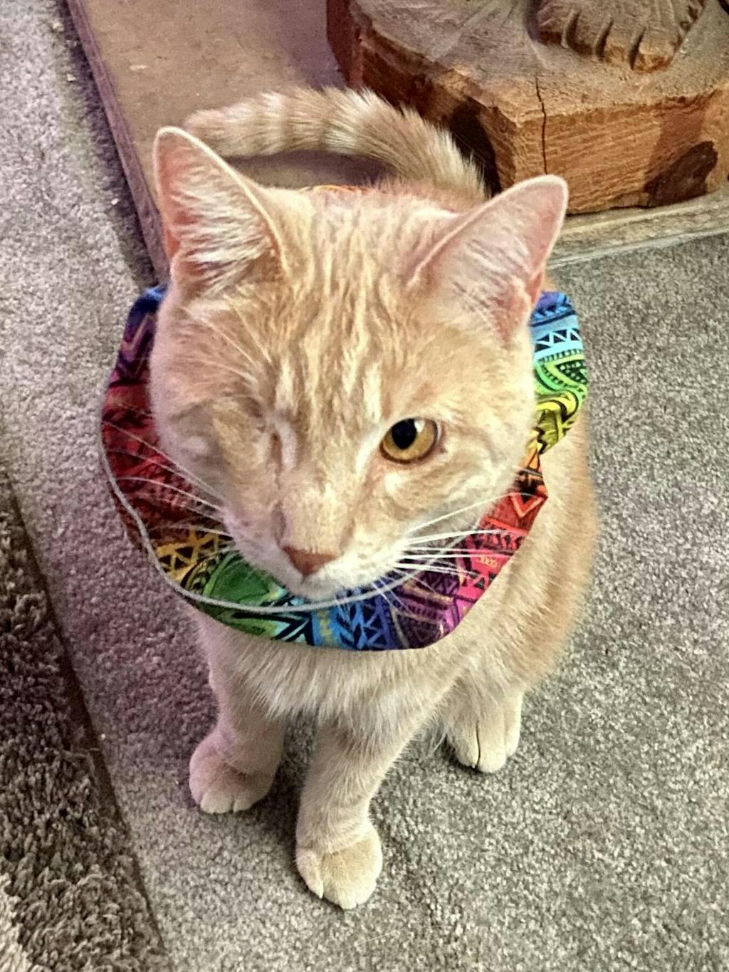 Birdsbesafe® Cat Collar For Birds We Help Birds Be Safe From Cats Birdsbesafe