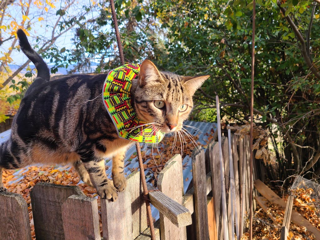 Birdsbesafe® Cat Collar For Birds We Help Birds Be Safe From Cats Birdsbesafe