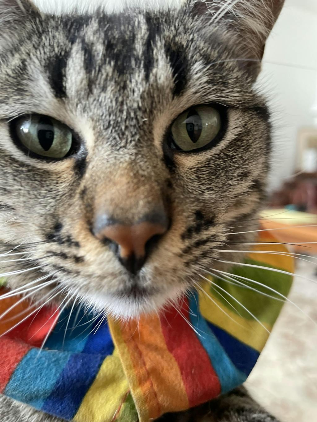 Birdsbesafe® Cat Collar For Birds We Help Birds Be Safe From Cats