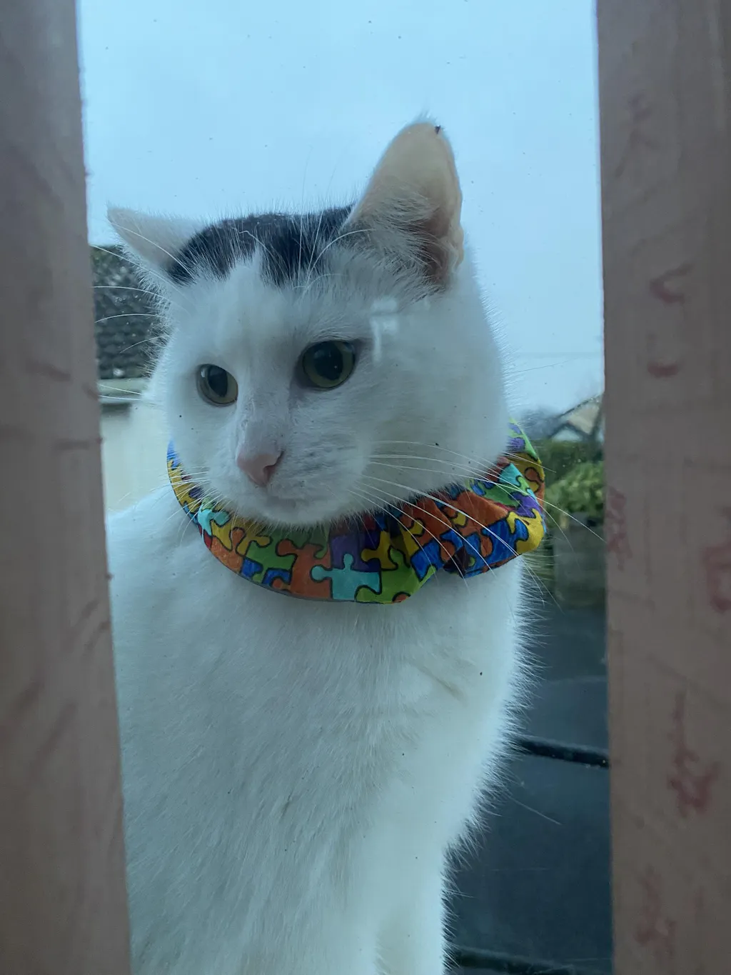 birdsbesafe-cat-collars-bird-collar-for-cats-protect-birds