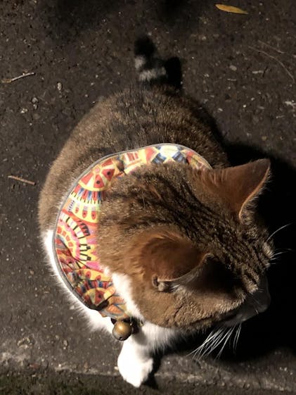 Gull Cat Bird Deterrent Gull-Cat Bird Deterrent Lifelike Cat