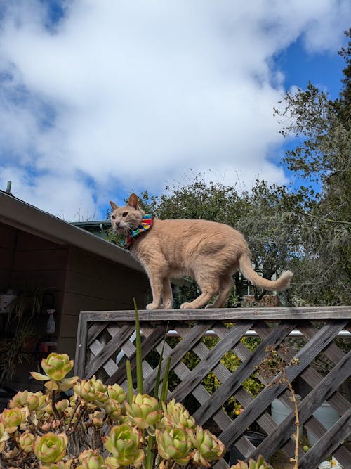 Wavy Stripes Birdsbesafe® Collar Cover