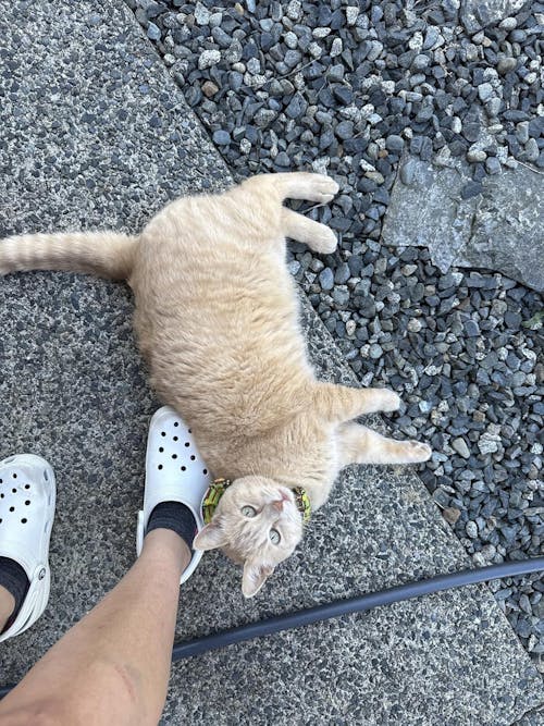 Celtic Wind Birdsbesafe ® Collar Cover